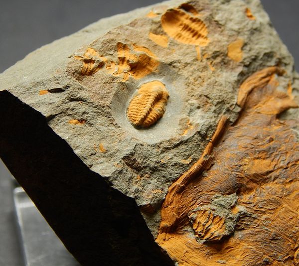 Hovedbilde  Trilobitt (Agraulos ceticephalus)