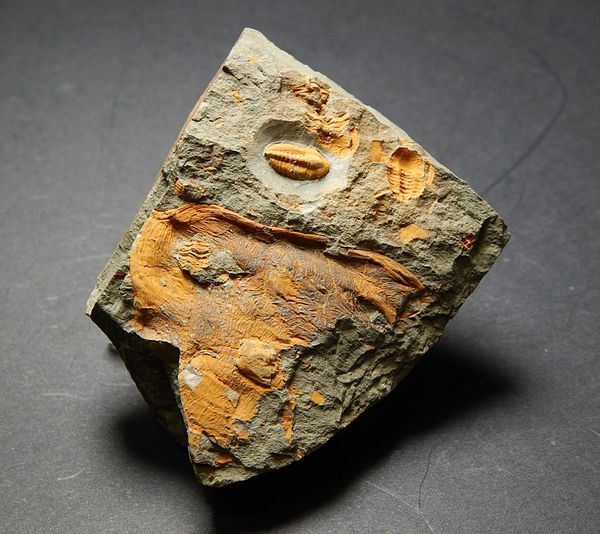 Hovedbilde  Trilobitt (Agraulos ceticephalus)