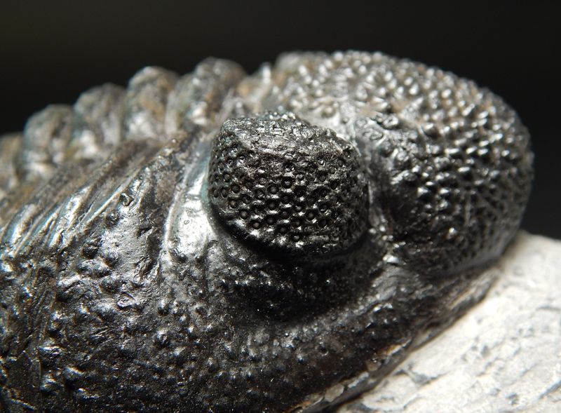 Trilobitt (Drotops megalomanicus)