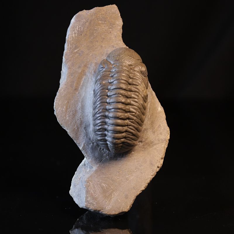  Trilobitt (Boeckops stelcki)
