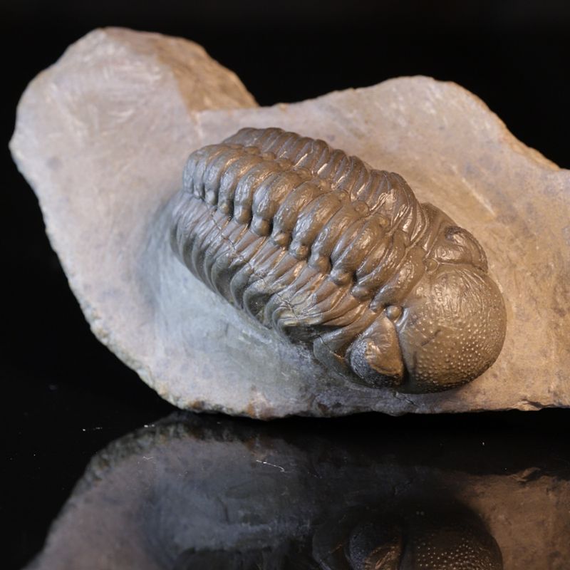  Trilobitt (Boeckops stelcki)