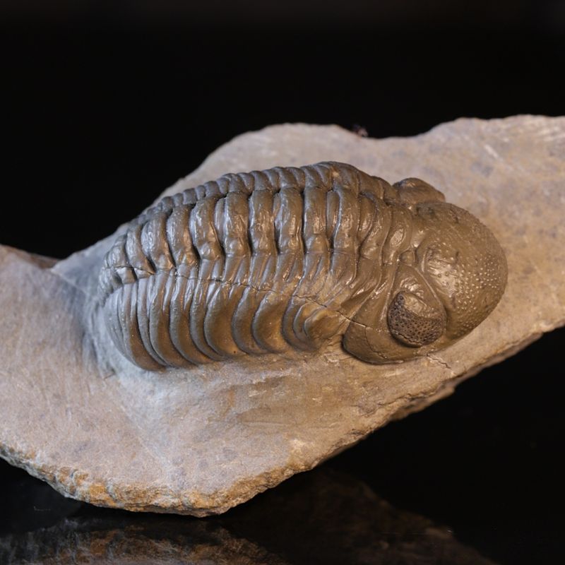  Trilobitt (Boeckops stelcki)