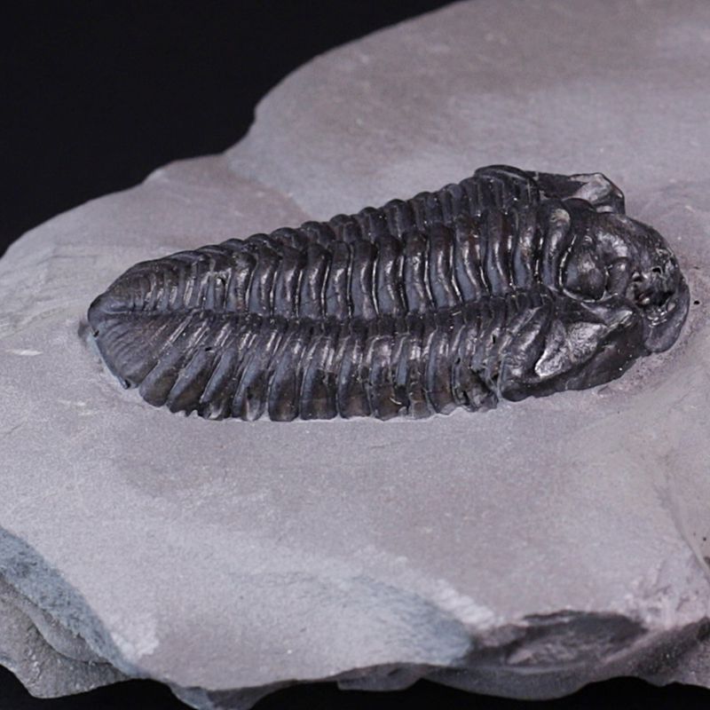 Trilobitt (Calymene niagarensis)