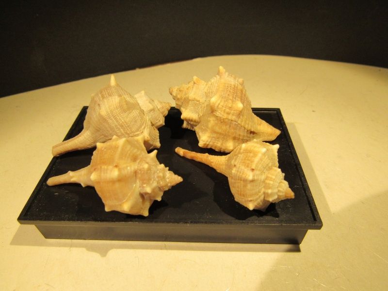 Bolinus brandaris