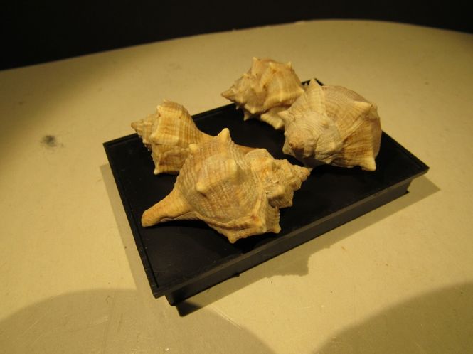 Hovedbilde Bolinus brandaris