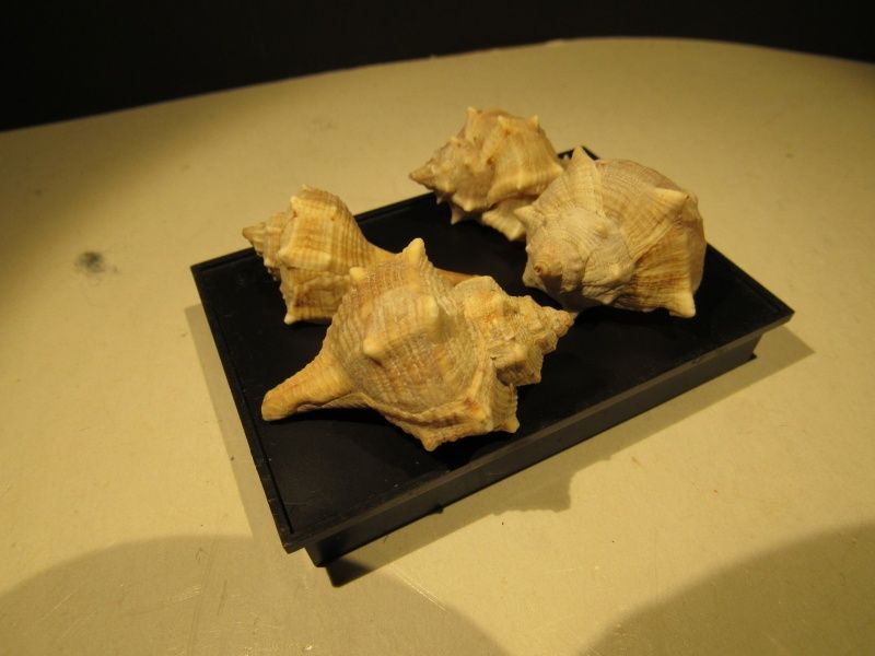 Bolinus brandaris