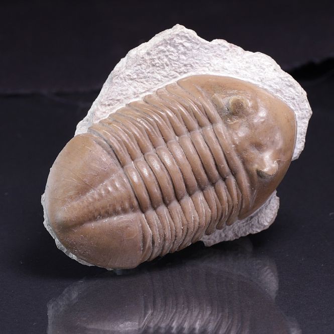 Hovedbilde Trilobitt (Asaphus lepidurus)