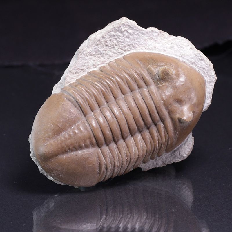 Trilobitt (Asaphus lepidurus)