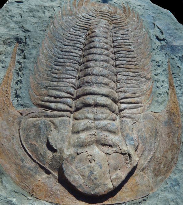 Hovedbilde Kjempetrilobitt (Acaparadoxides briareus)