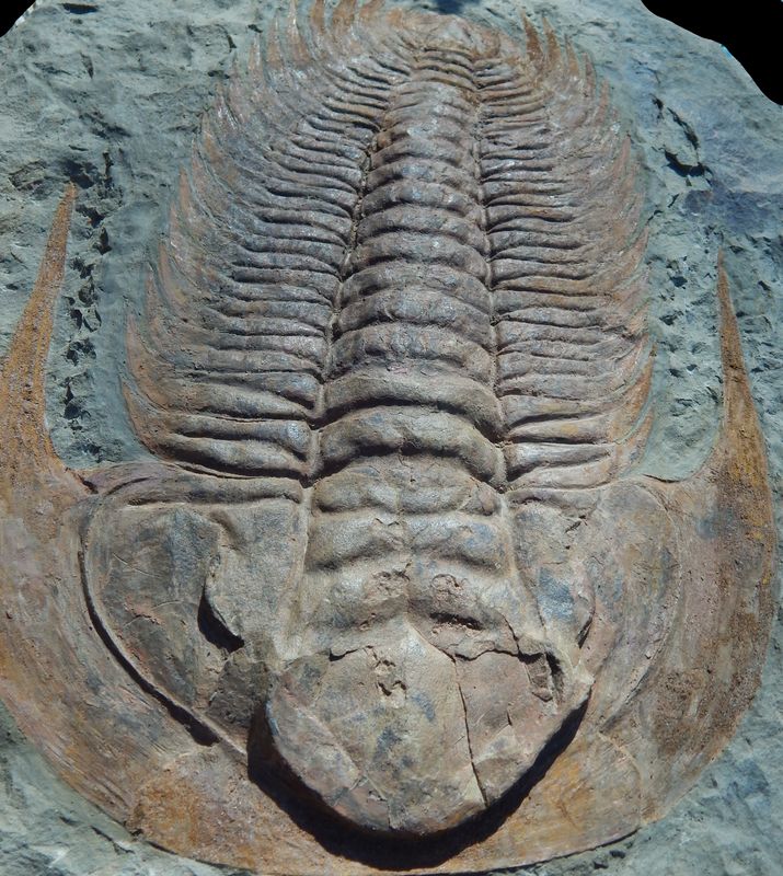Kjempetrilobitt (Acaparadoxides briareus)