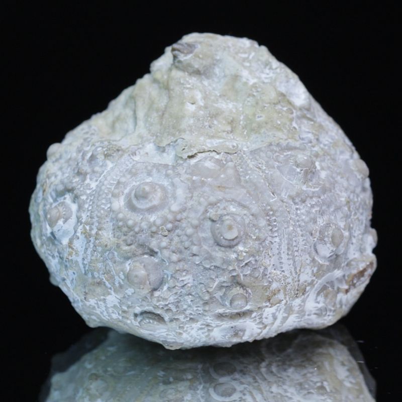 Fossil kråkebolle/sjøpinnsvin (Plegiocidaris bradfordiensis)