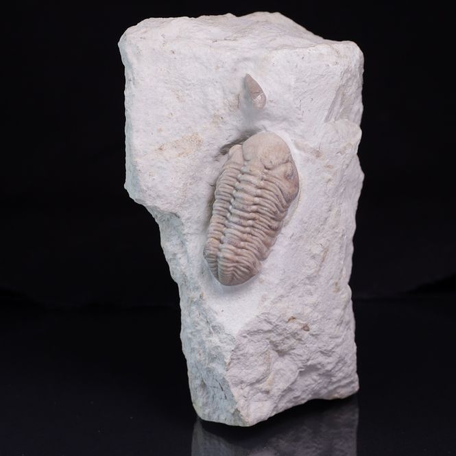Hovedbilde Trilobitt (Viaphacops bombifrons)