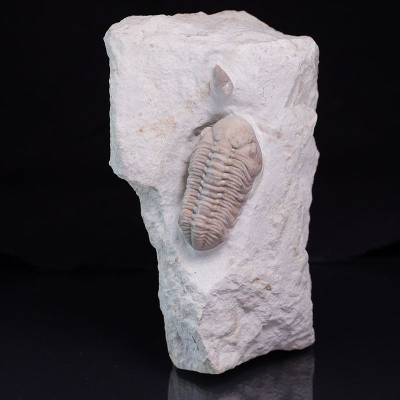 Trilobitt (Viaphacops bombifrons)