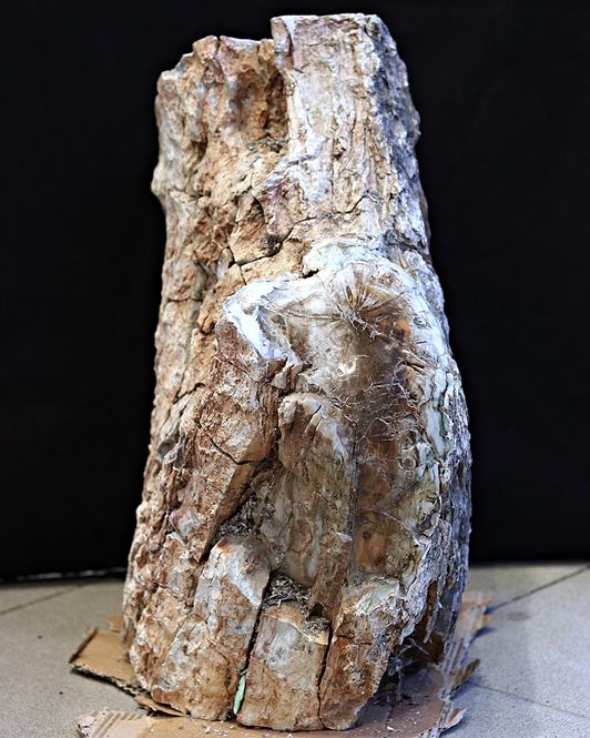 Hovedbilde Diger fossil trestubbe fra Zimbabwe