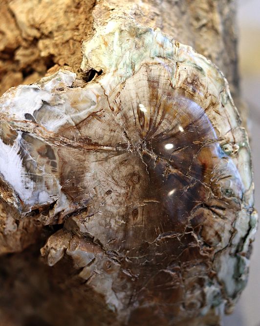Hovedbilde Diger fossil trestubbe fra Zimbabwe