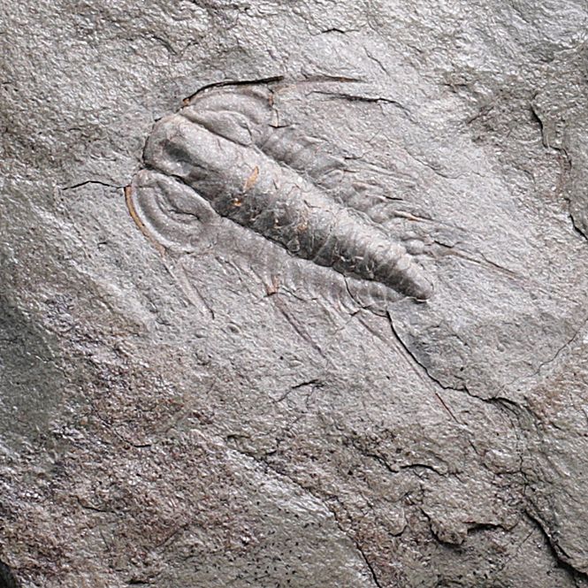 Hovedbilde Trilobitt (Albertella helena)