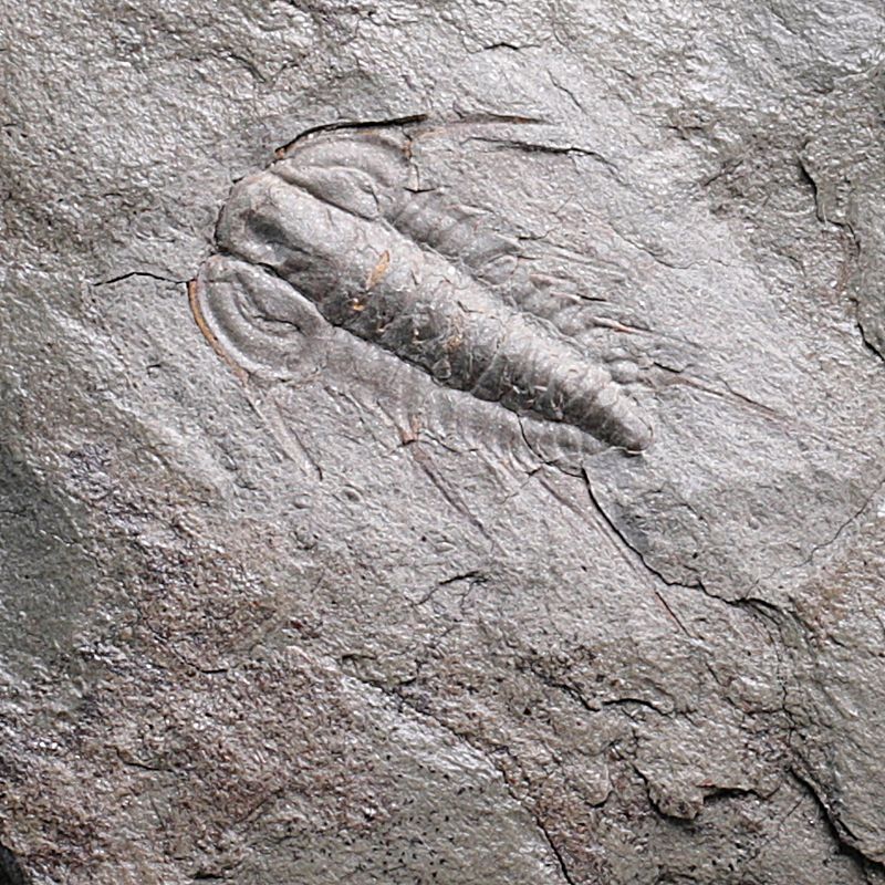 Trilobitt (Albertella helena)
