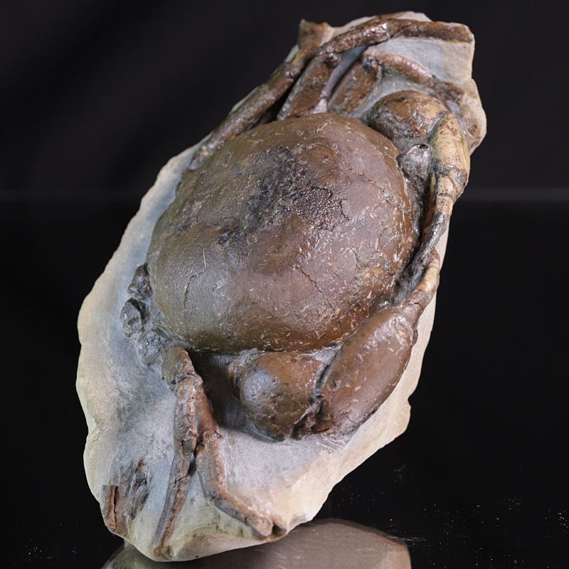 Fossil krabbe (Tumidocarcinus giganteus)