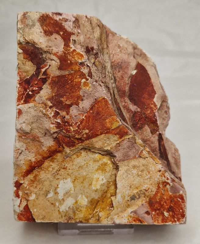 Glossopteris-bladefossil (250 mill år)