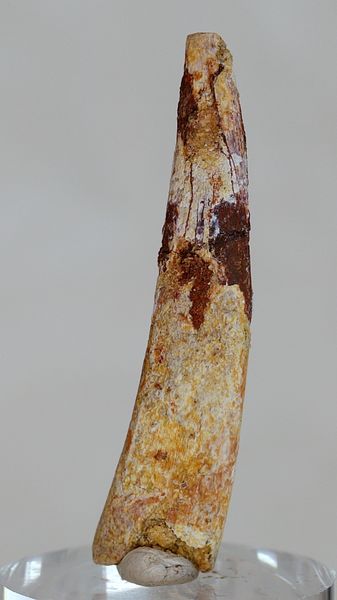 Hovedbilde Tann av flygeøgle (pterosaur)