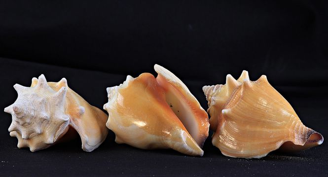 Hovedbilde 100 kampkonkylier (Strombus pugilis)
