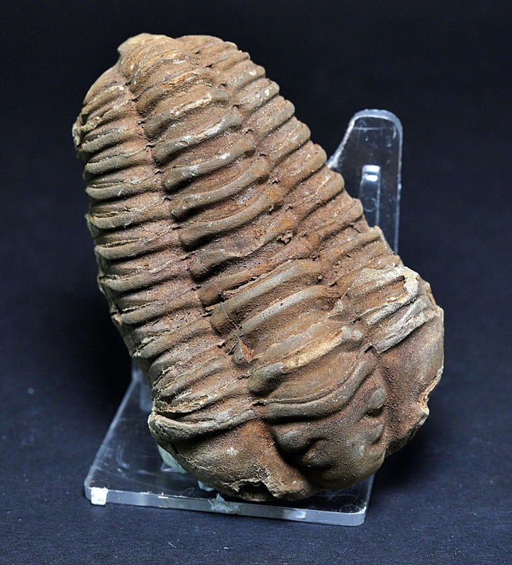 Trilobitt (Neseuretus tristani), 7-8 cm