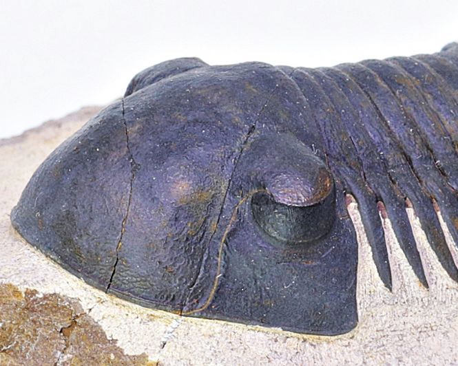 Hovedbilde Trilobitt (Paralejurus spatuliformis)