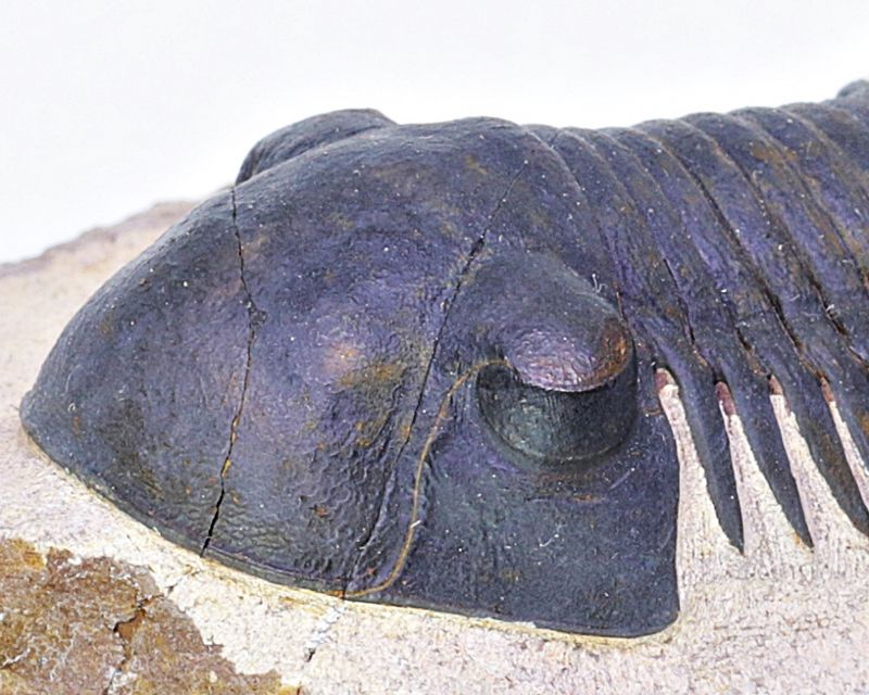 Trilobitt (Paralejurus spatuliformis)