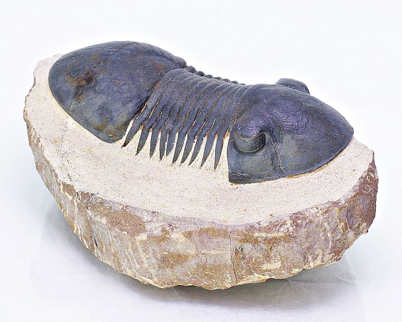 Trilobitt (Paralejurus spatuliformis)