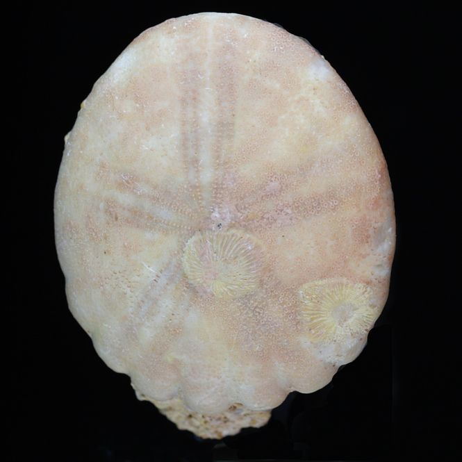 Hovedbilde Fossil kråkebolle/sjøpinnsvin (Rotularia fimbratum)