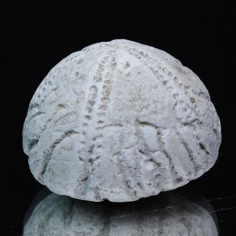 Fossil kråkebolle/sjøpinnsvin (Galerites sp.)