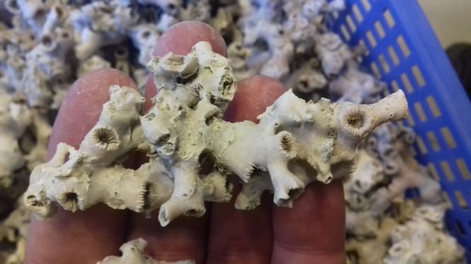 Hovedbilde Kaldtvannskorall (Lophelia pertusa)
