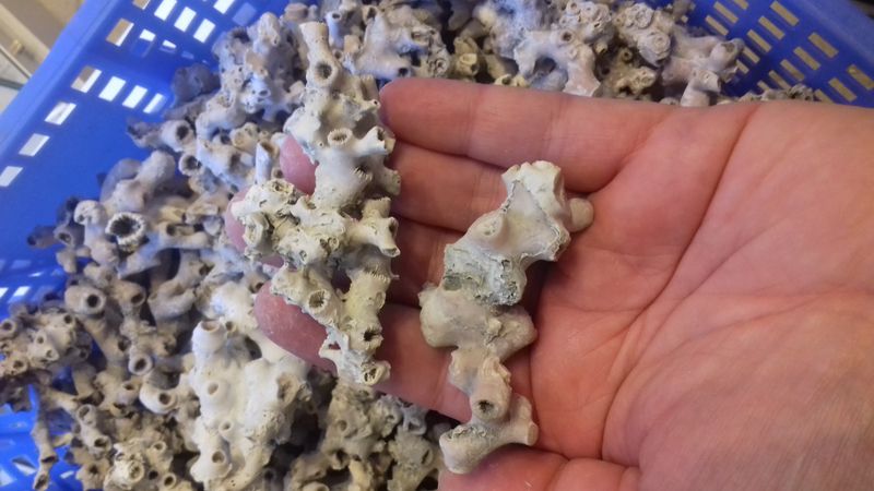 Kaldtvannskorall (Lophelia pertusa)