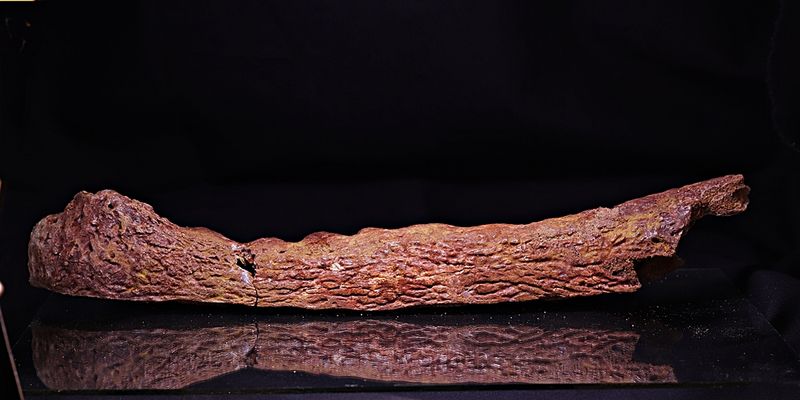 Elosuchus, underkjeve (krokodille)