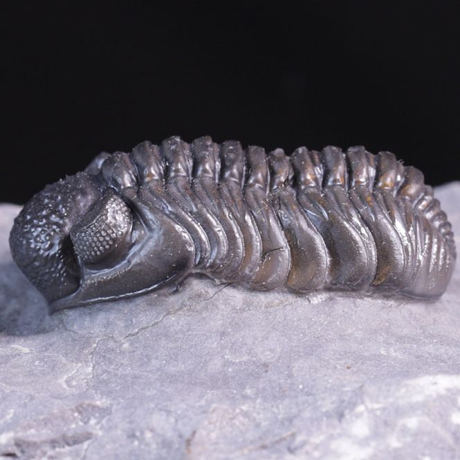 Hovedbilde  Trilobitt (Adrisiops weugi)