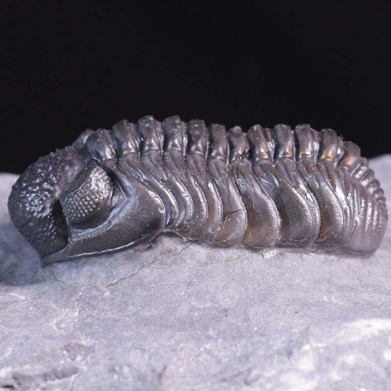  Trilobitt (Adrisiops weugi)