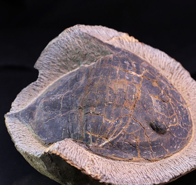 Megistaspis (Ekeraspis) sp