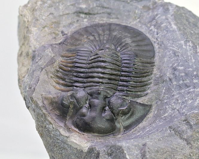 Hovedbilde  Trilobitt (Scabriscutellum furciferum)