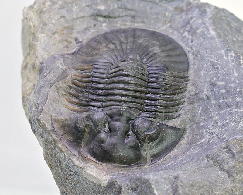  Trilobitt (Scabriscutellum furciferum)