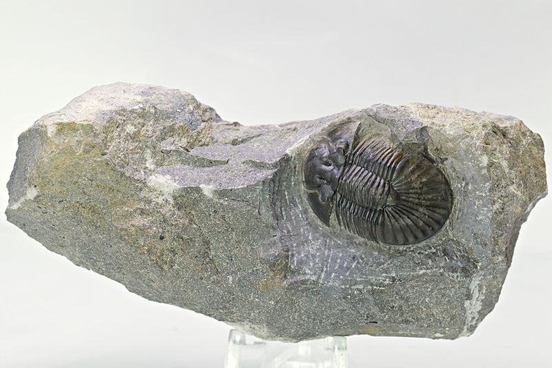  Trilobitt (Scabriscutellum furciferum)