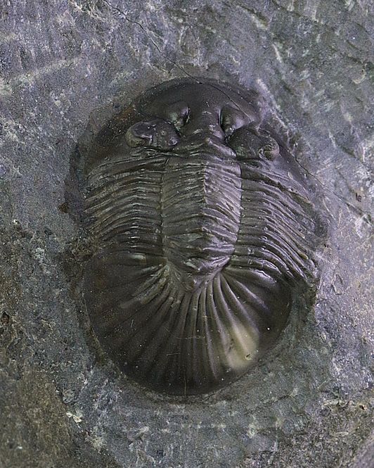 Hovedbilde  Trilobitt (Scabriscutellum furciferum)