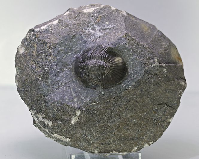 Hovedbilde  Trilobitt (Scabriscutellum furciferum)