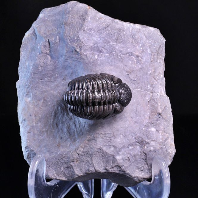 Hovedbilde  Trilobitt (Adrisiops weugi)