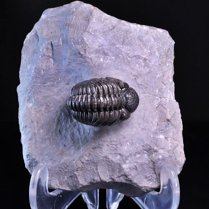  Trilobitt (Adrisiops weugi)
