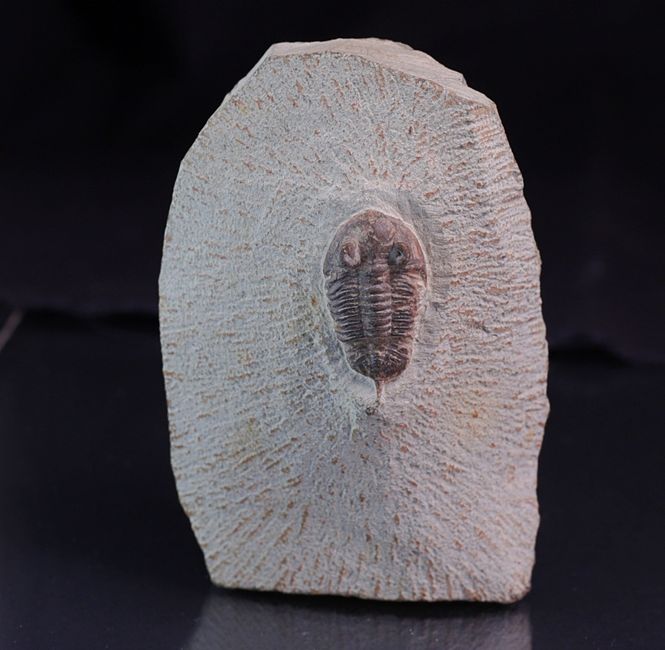 Hovedbilde Trilobitt ( Destombesina tafilaltensis)