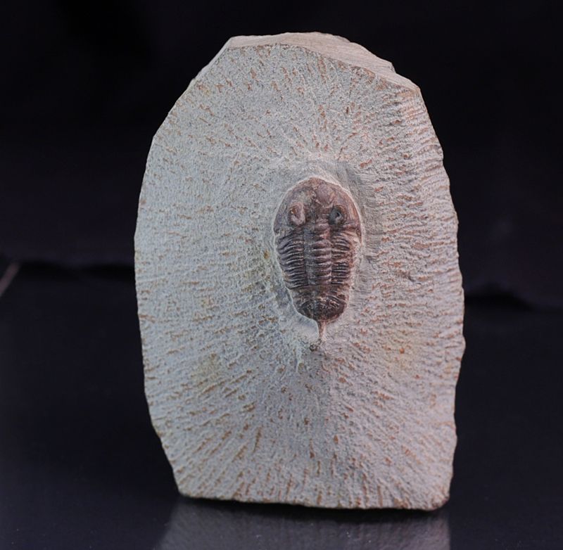Trilobitt ( Destombesina tafilaltensis)