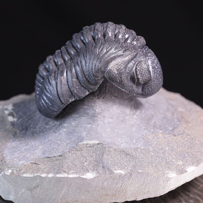 Hovedbilde Trilobitt (Pedinopariops vagabundus)