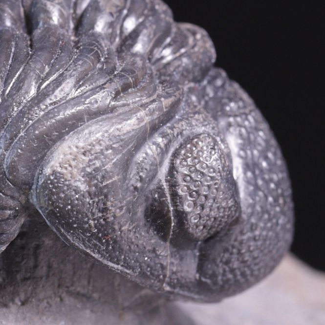 Hovedbilde Trilobitt (Pedinopariops vagabundus)