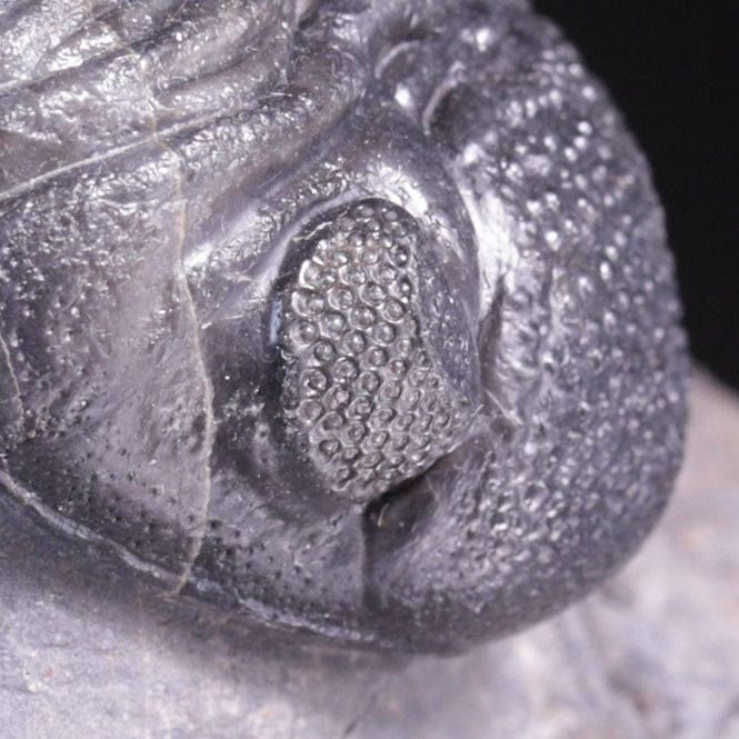 Hovedbilde Trilobitt (Pedinopariops vagabundus)