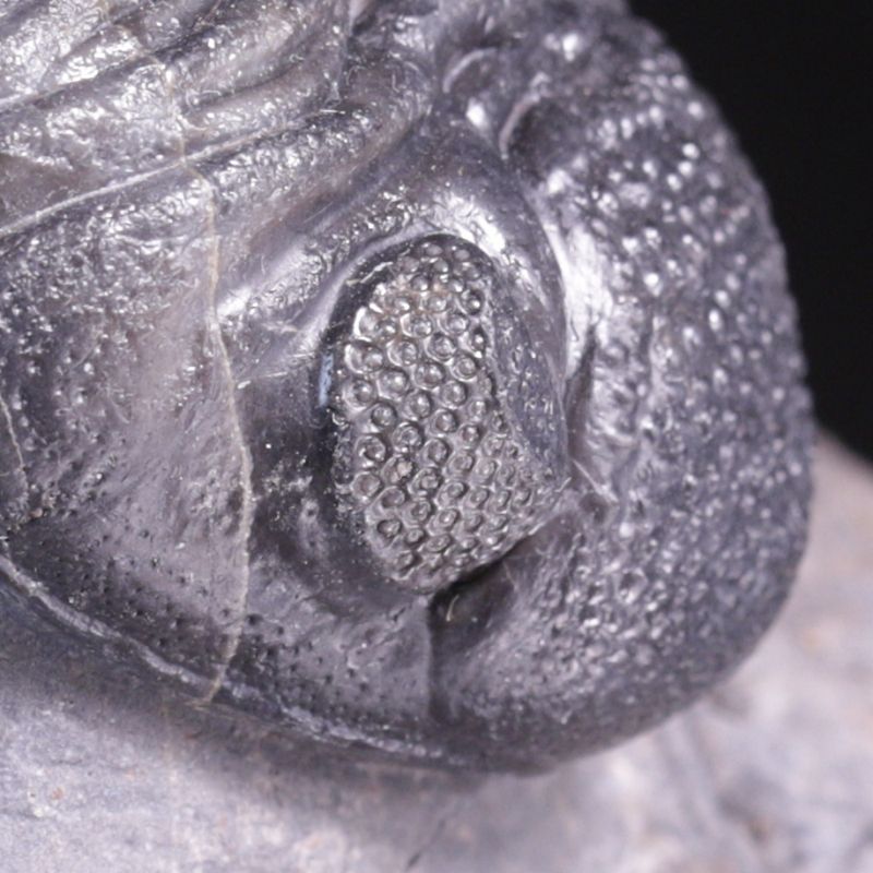 Trilobitt (Pedinopariops vagabundus)